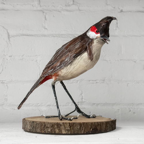 Papier-Mâché Red-Whiskered Bullbull Bird #49