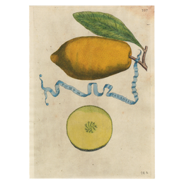 Pomvm Paradisi
