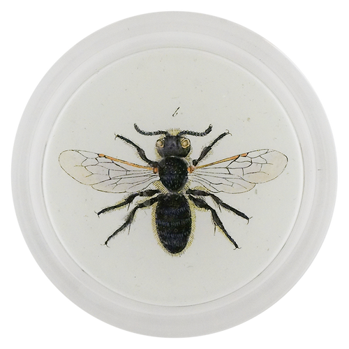 Bombas Bee (Bees & Wasps)