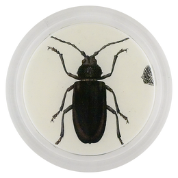 European Longhorn Beetle