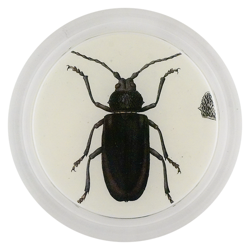 European Longhorn Beetle