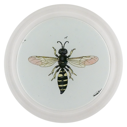 Female Square Headed Wasp (Bees & Wasps)