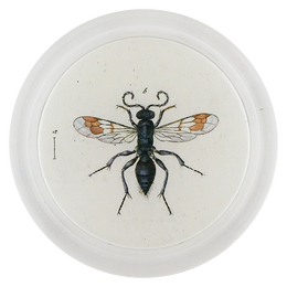 Spider Wasp (Bees & Wasps)
