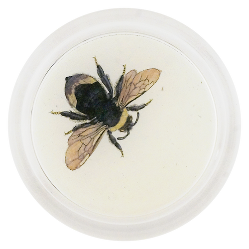 Summer Bee (Bees & Wasps)