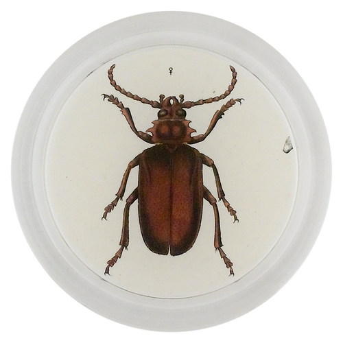 Tanner Beetle