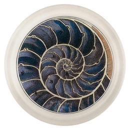 Blue Nautilus