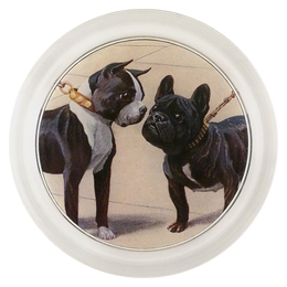 Boston Terrier & French Bulldog