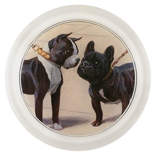 Boston Terrier & French Bulldog