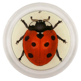 Red Ladybug