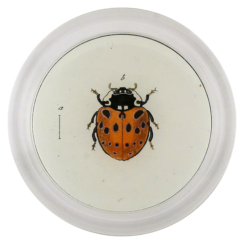 Spotted Ladybug