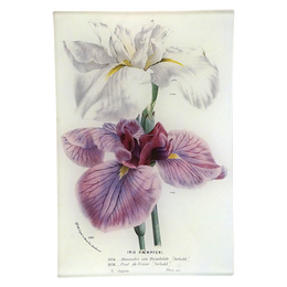 Iris 785