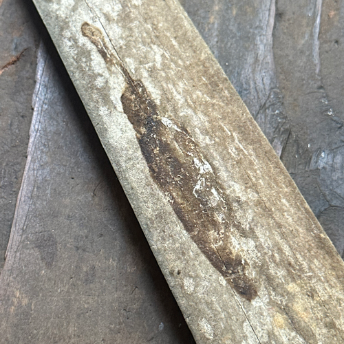 Vintage 31.5" Swordfish Rostrum