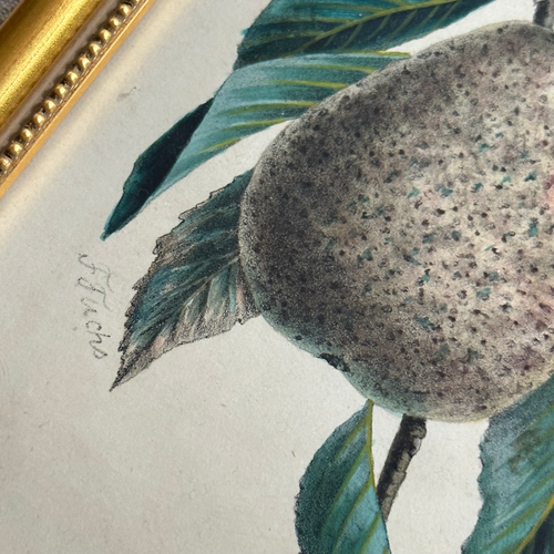 Framed Speckled Pear Vintage Botanical Lithograph Print