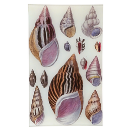 Agate Shells