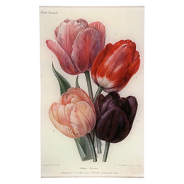 Darwin Tulips
