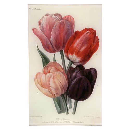 Darwin Tulips