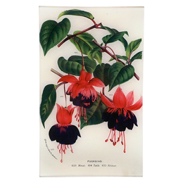 Fuchsias 633