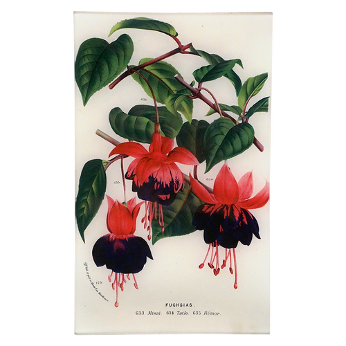 Fuchsias 633