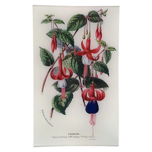 Fuchsias 973