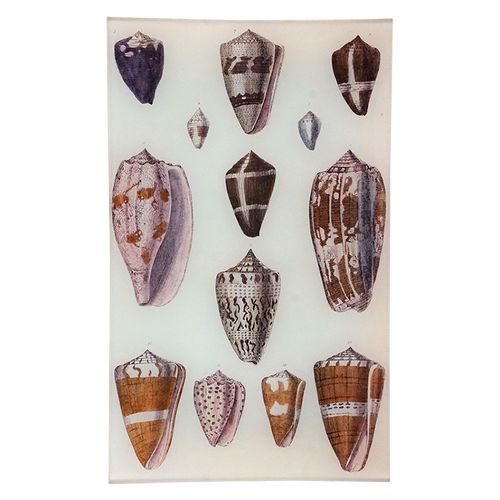 Sea Shells