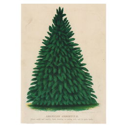 American Arborvitae