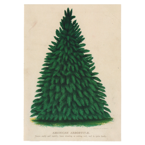 American Arborvitae