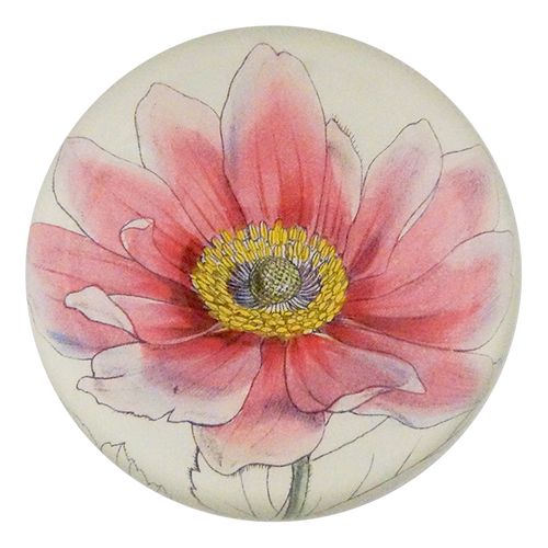 Anemone Japonica Pink