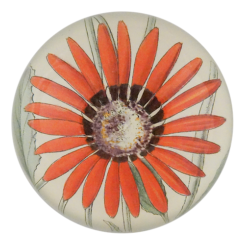 Arctotis Roodae