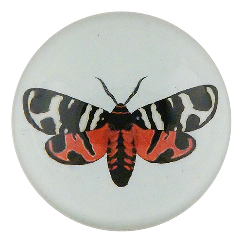Bombyx Hebe Fabr.