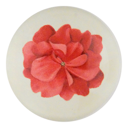 Geranium Fleuret 3