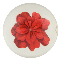 Geranium Fleuret 4
