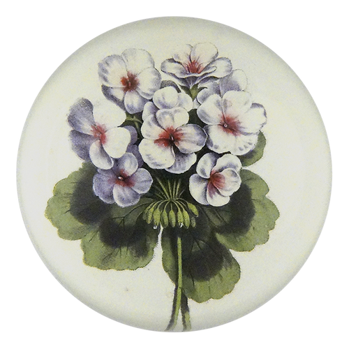 Geranium Scarlet