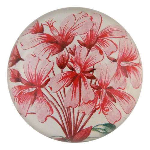 Geranium Zonale