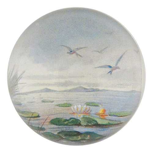 Lily Pond