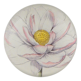 Nelumbo