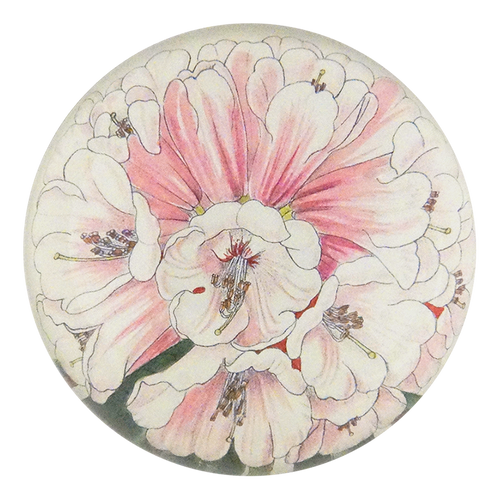 Rhododendron Fulvum