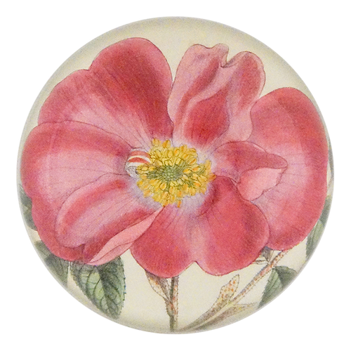 Rosa Incarnata