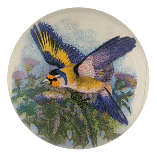 Thistle Bird