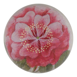 Tropical Rose