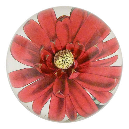 Western Calycanthus