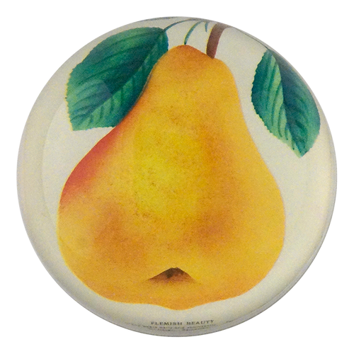 Flemish Beauty Pear