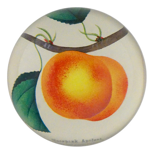 Moorpark Apricot
