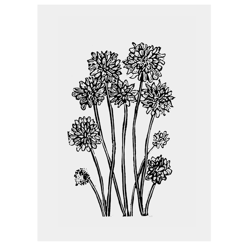 Chrysanthemum