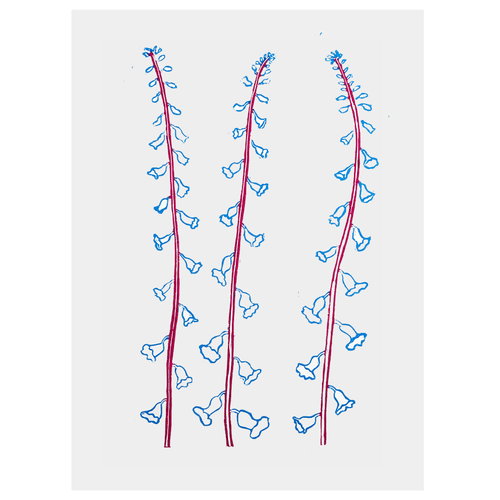 Cyan & Magenta Foxglove