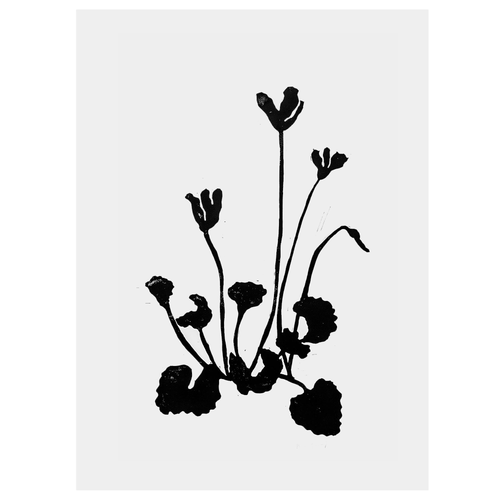 Cyclamen