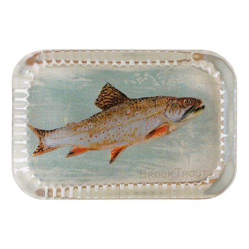 Brook Trout (Fish)