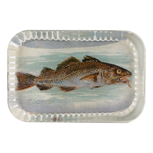 Cod Fish (Fish)