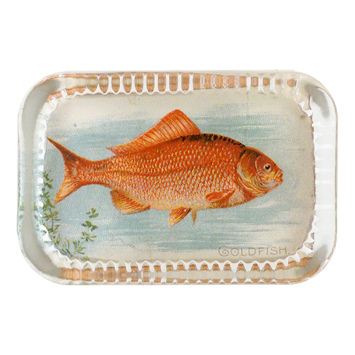 Goldfish (Fish)
