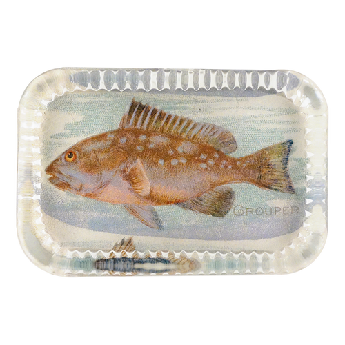 Grouper (Fish)