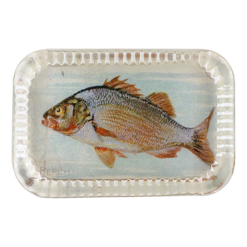Perch (Fish)